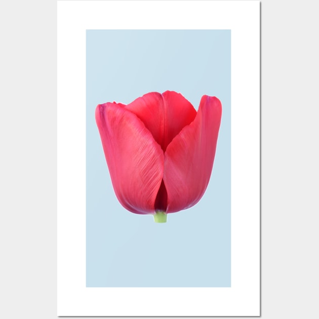 Tulip Wall Art by chrisburrows